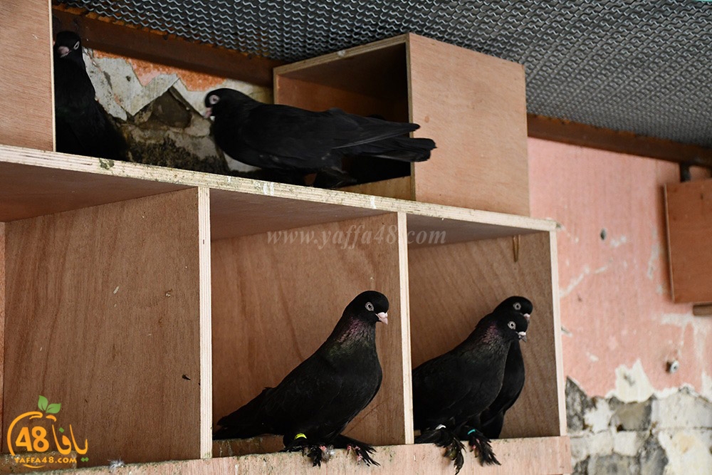 zohdi 3ashoor (93).jpeg